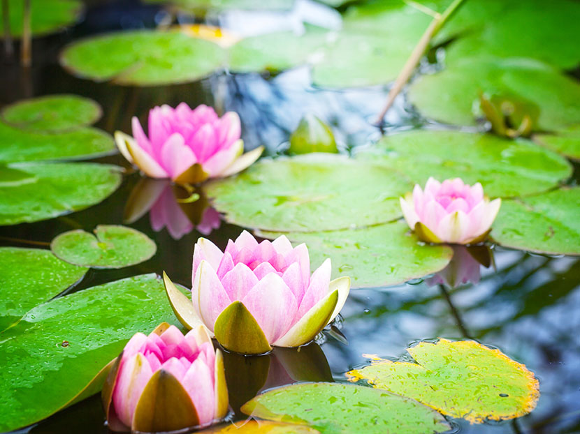How Does Aeration Help Keep Your Pond Clean?