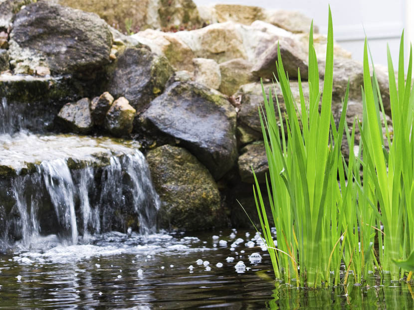 How to Choose Plants for Your Pond Landscape