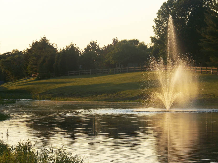 Tips for Keeping Your Pond Clean