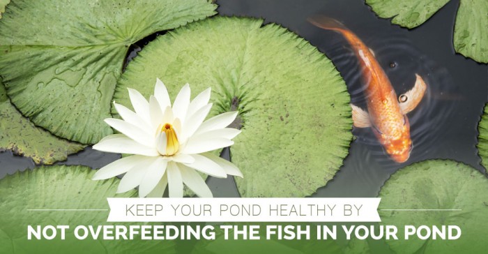 Tips for Keeping Your Pond Clean