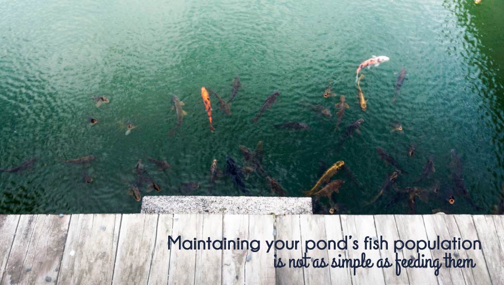 Top Pond Maintenance Issues - Part 1