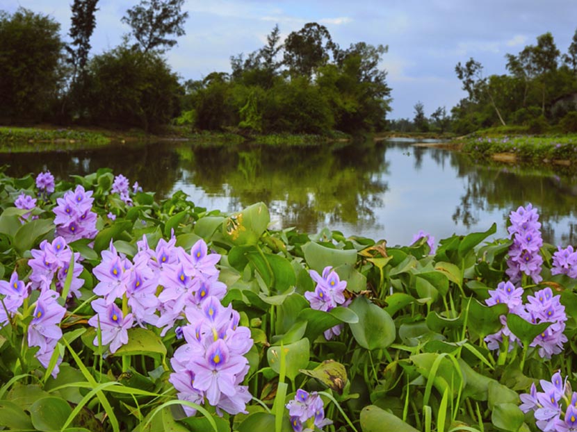 How to Landscape Your Pond