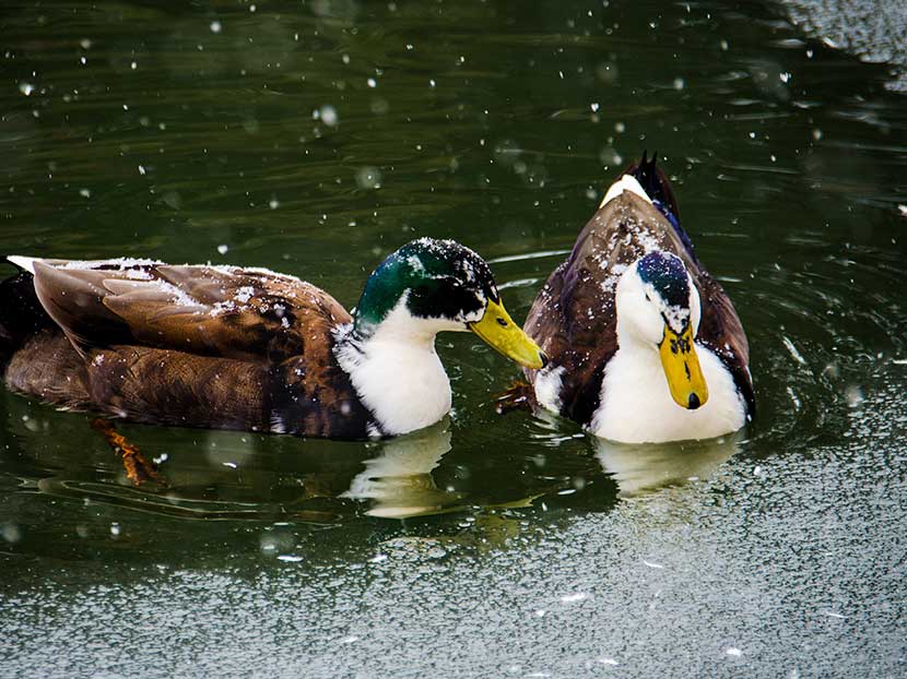 Three Tips for Winterizing Your Pond