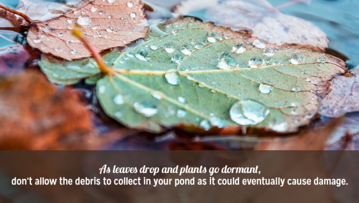 Three Tips for Winterizing Your Pond