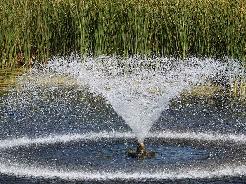Pond Care Tips To Get You Started